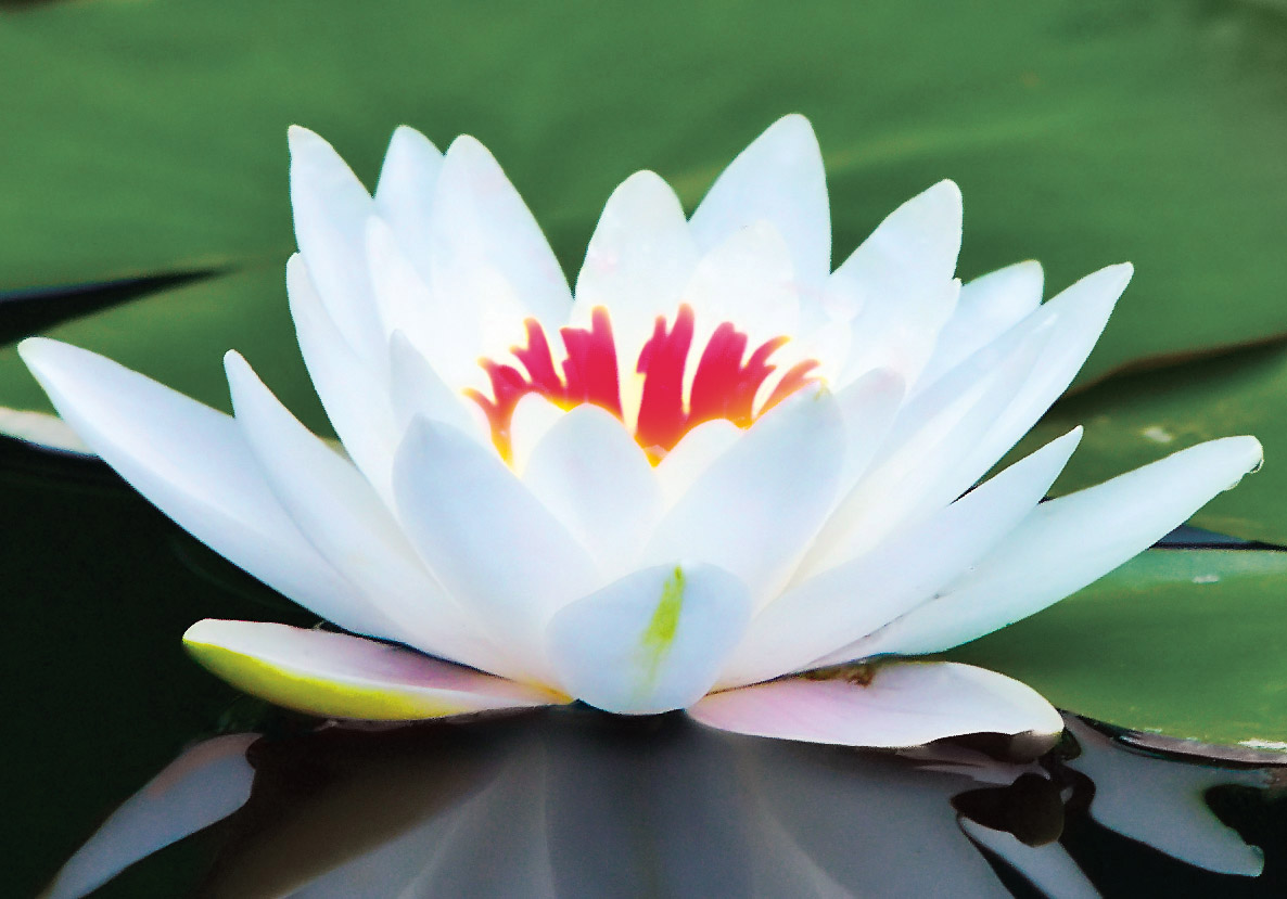 lotusflowerwhite.jpg