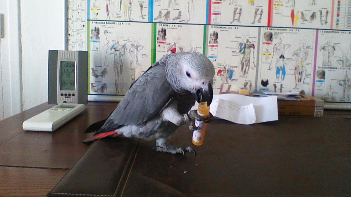 Perroquet Gris du Gabon